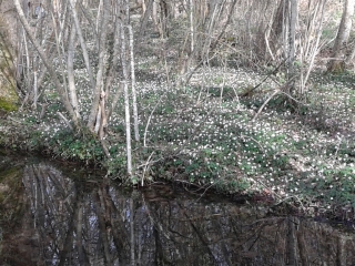 CHIMILIN - ETANG DE MALSEROUD-isere