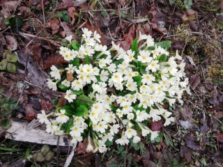 ARANDON - LE TOUR-isere