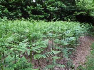 VIRIEU - BOIS DES COTES DU GAY-RIPAILLON-isere