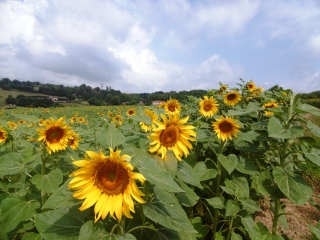 MOISSIEU-SUR-DOLON-isere