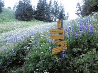SAINT-PIERRE-DE-CHARTREUSE - LANCE DE MALISSART-isere