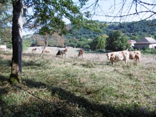DIZIMIEU - BOIS PERRIER ET FONTENAILLE-isere