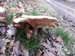 MOTTIER - BOCSOZEL - BOIS RIVOIRES-isere