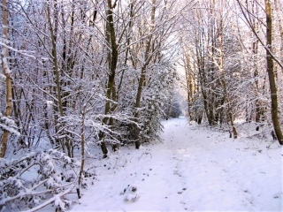 ROYBON - SUR LES TRACES DES VERRIERS PAR LE CHATEAU ROCHER-isere