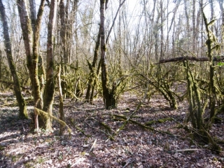 ARANDON - BOIS DU MONT - 4 ETANGS-isere