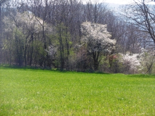 ASSIEU - CIRCUIT DES BUCHERONS-isere