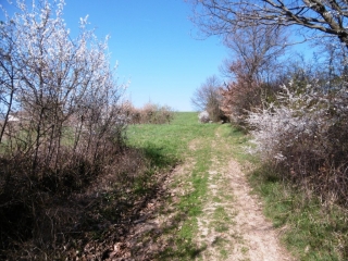 LA CHAPELLE-DE-SURIEU - VIEUX CHATAIGNIERS-isere
