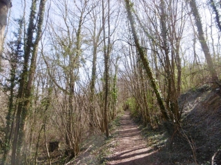 LA CHAPELLE-DE-SURIEU - VIEUX CHATAIGNIERS-isere