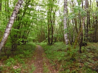 ROYBON - BOIS DE BESSINS ET GARGAMELLE-isere