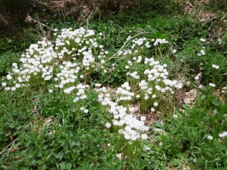 MONTREVEL - BOIS LE CHATEAU DESERT-isere