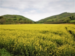 IZEAUX - NOTRE DAME DE LA CROIX ( PARMENIE )-isere