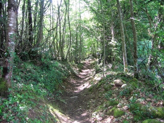 VEYSSILIEU - ETANG DE CHALIGNIEU-isere