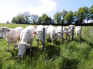 CHELIEU - BOIS DE LA SAUVAGERE-isere