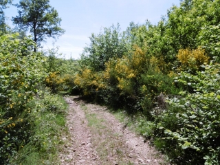 SAINT-SORLIN-DE-VIENNE - FORET DU RIVOLET -isere