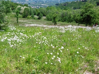 SAINT-ROMAIN-DE-SURIEU - LES VALLONS DE LA SANNE-isere