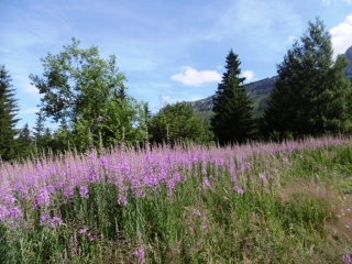 VILLARD-DE-LANS - COL VERT