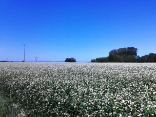 CHARANTONNAY - BOIS DUFOUR ET LOUVAT-isere