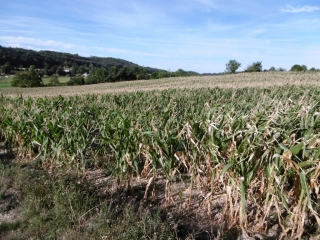SAINT-AGNIN-SUR-BION - BOIS DE LARY-isere
