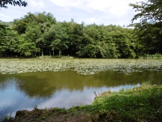 EYDOCHE - ETANG DE BEROUDIERE-isere