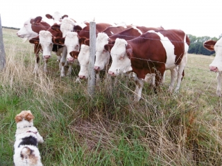 SAINT-GEORGES-D ESPERANCHE - BOIS DUFOUR-isere