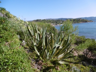 BORMES-LES-MIMOSAS - SENTIER LITTORAL DE FAVIERE A LA BAIE DU GAU-isere