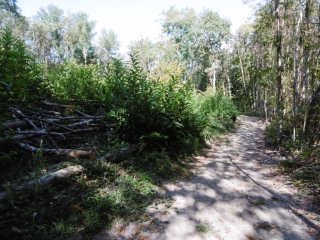 SEPTEME - BOIS DE LA BECASSIERE-isere