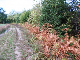 CHARANTONNAY - PAR ARTAS-isere