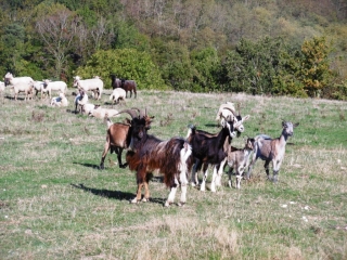 SAINT-GEORGES-D ESPERANCHE - BOIS RAILLARD-isere
