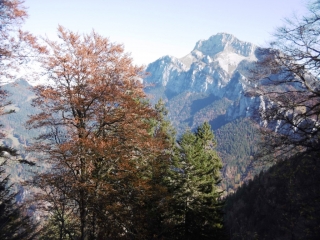 SAINT PIERRE DE CHARTREUSE - CHARMANT SOM PAR LA FORET DE VALOMBRE-isere