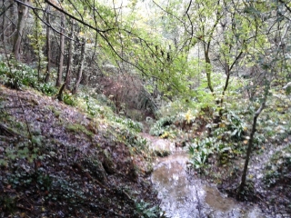 MONTBERNIER - BOIS DE LA CASSE-isere