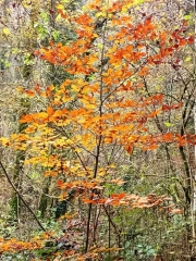 LES PLANCHES PRES D ARBOIS  - CASCADE DES TUFS-jura