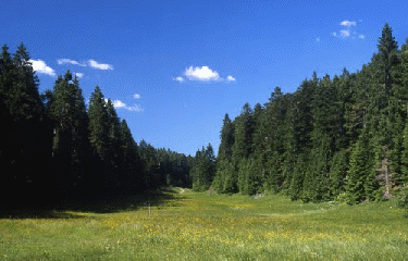 LES PIARDS - PRENOVEL -jura