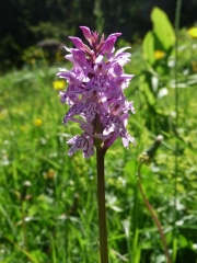 COMBETTE AUX QUILLES-jura