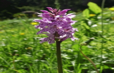 COMBETTE AUX QUILLES-jura