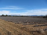 SUD DU PLATEAU DE VALENSOLE (SAINT-JEAN)-alpes-de-haute-provence
