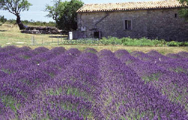 GR4 - PARTIE 6-alpes-de-haute-provence