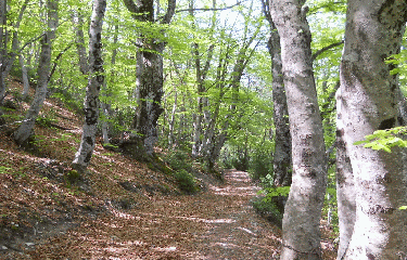 ST-JEAN-DU-DESERT-alpes-de-haute-provence