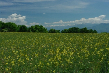 LES PENITENTS DES MEES-alpes-de-haute-provence