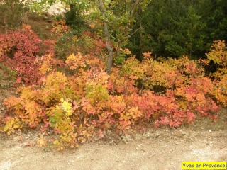 FORET DE PELICIER-alpes-de-haute-provence