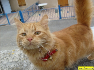 PUIMICHEL-alpes-de-haute-provence