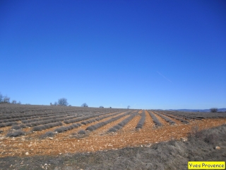 SIMIANE-LA-ROTONDE-alpes-de-haute-provence