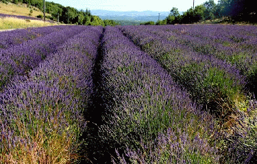 SIMIANE-LA-ROTONDE (2)-alpes-de-haute-provence