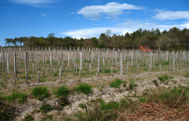 BOUCLE DU TUC DES 9 EGLISES-landes