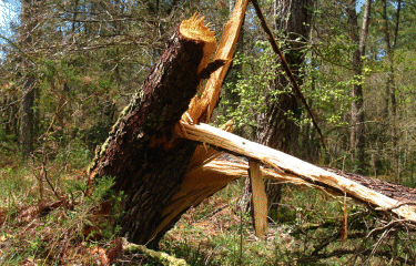 BOUCLE DU TUC DES 9 EGLISES-landes
