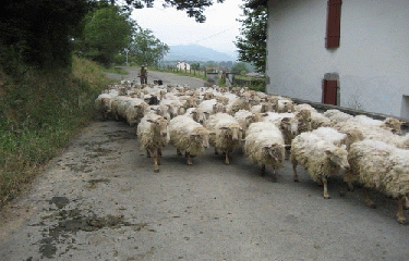 CHEMIN DE COMPOSTELLE - PARTIE 5-landes