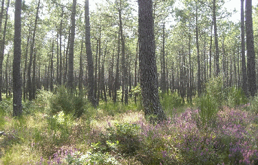 FORET DE MIMIZAN-landes