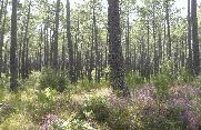 FORET DE MIMIZAN-landes