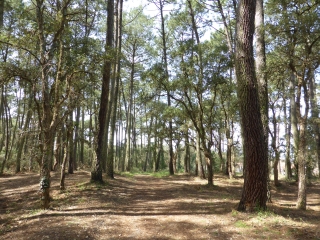PINEDE DE SOUSTONS-landes