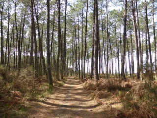 PINEDE DE SOUSTONS-landes