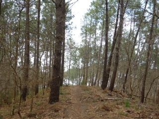 CIRCUIT DES TUCS-landes